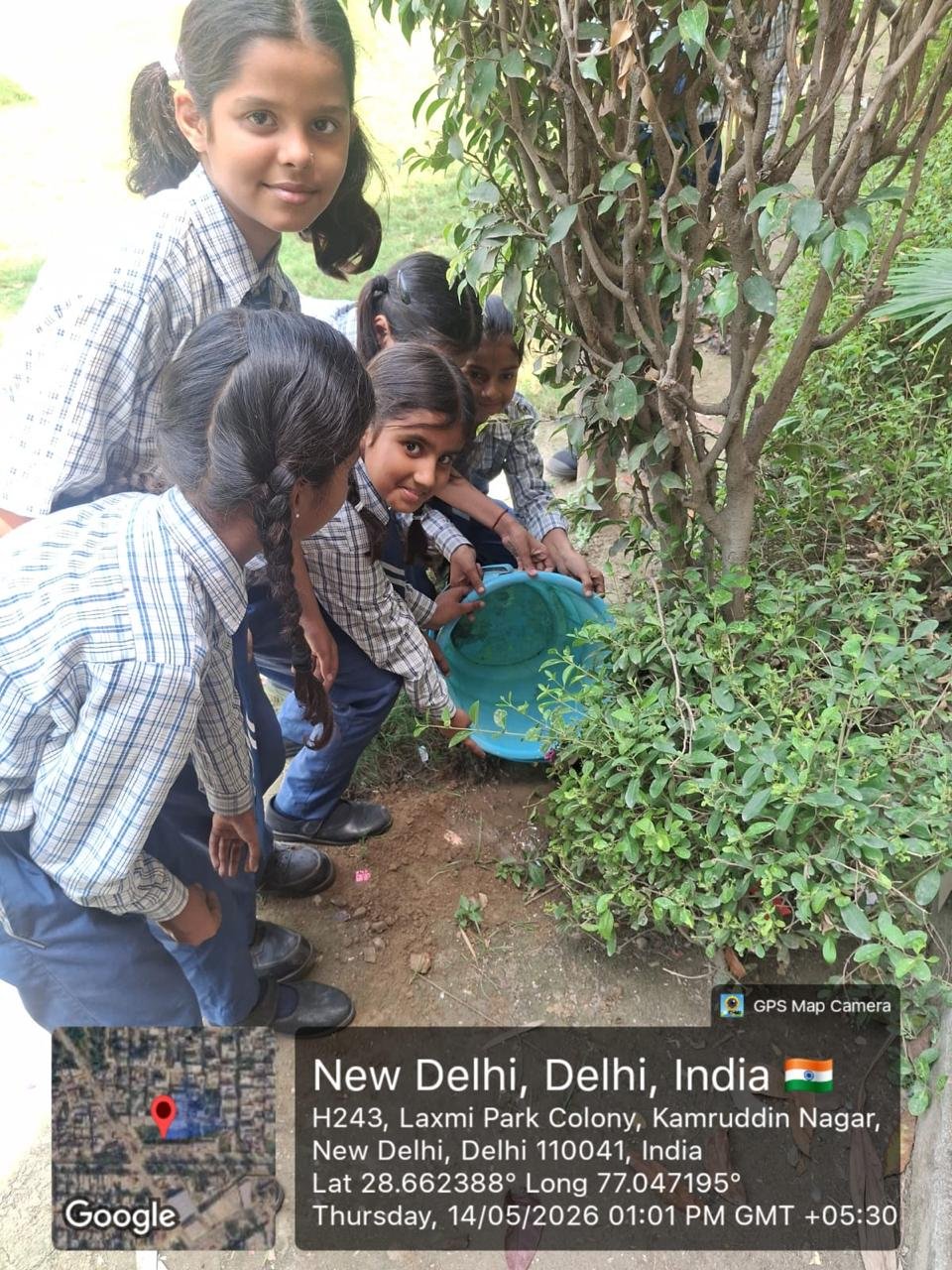 Tree Plantation